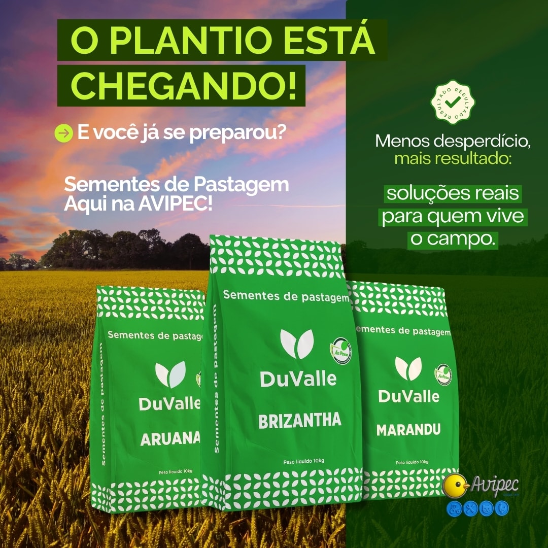 sementes de pastagem
