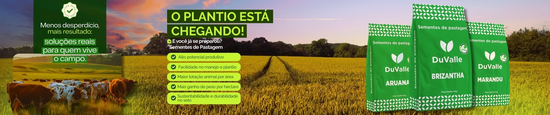 sementes de pastagem