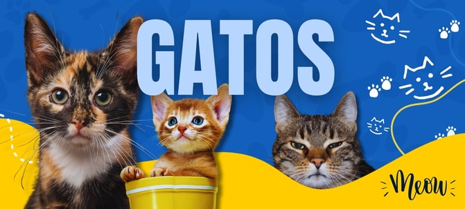 para seu gato
