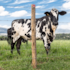 Arame Farpado 500MT Belgo Motto