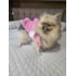 Casaco Stitch Rosa M Ref.3601