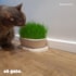 Graminha Gato 100% Orgânica Trigo e Vermiculita 150g