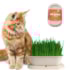 Graminha Gato 100% Orgânica Trigo e Vermiculita 150g