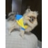 Jaqueta Minions M Ref.3236