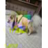 Jaqueta Minions M Ref.3236