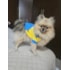Jaqueta Minions M Ref.3236