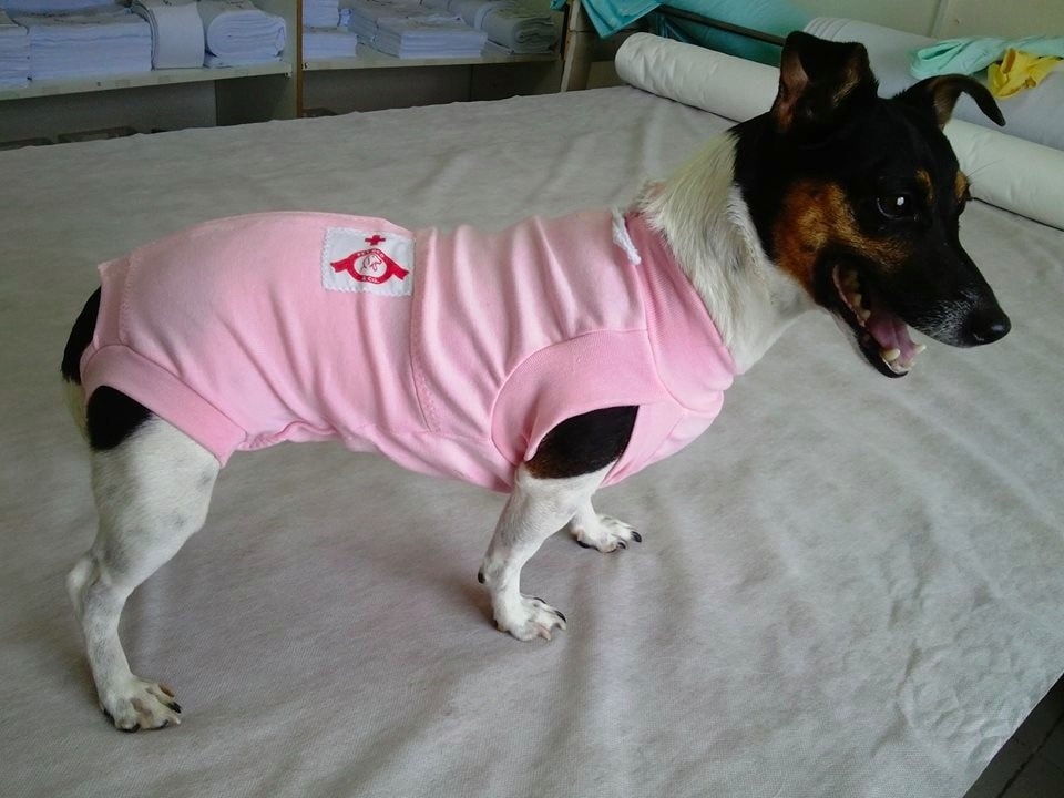 ROUPA CIRURGICA NR.0 KALEO DOG FEMEA - Avipec Produtos