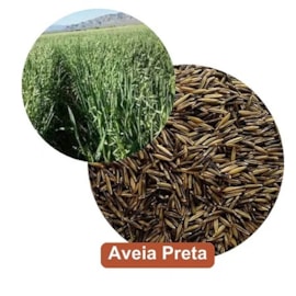 Semente Aveia Preta 20kg Germiforte