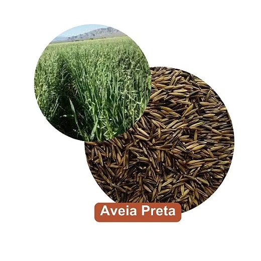 Semente Aveia Preta 20kg Germiforte