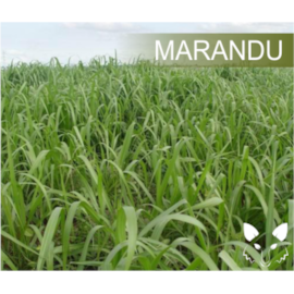 Semente Brachiaria Brizantha Marandu 10kg Revestida