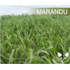 Semente Brachiaria Brizantha Marandu 10kg Revestida