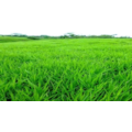 SEMENTE LOPES BRACH DECUMBENS BASILISK 10KG REV...