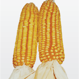 SEMENTE MILHO AGR VEREDA 20KG AGROPLANTAS